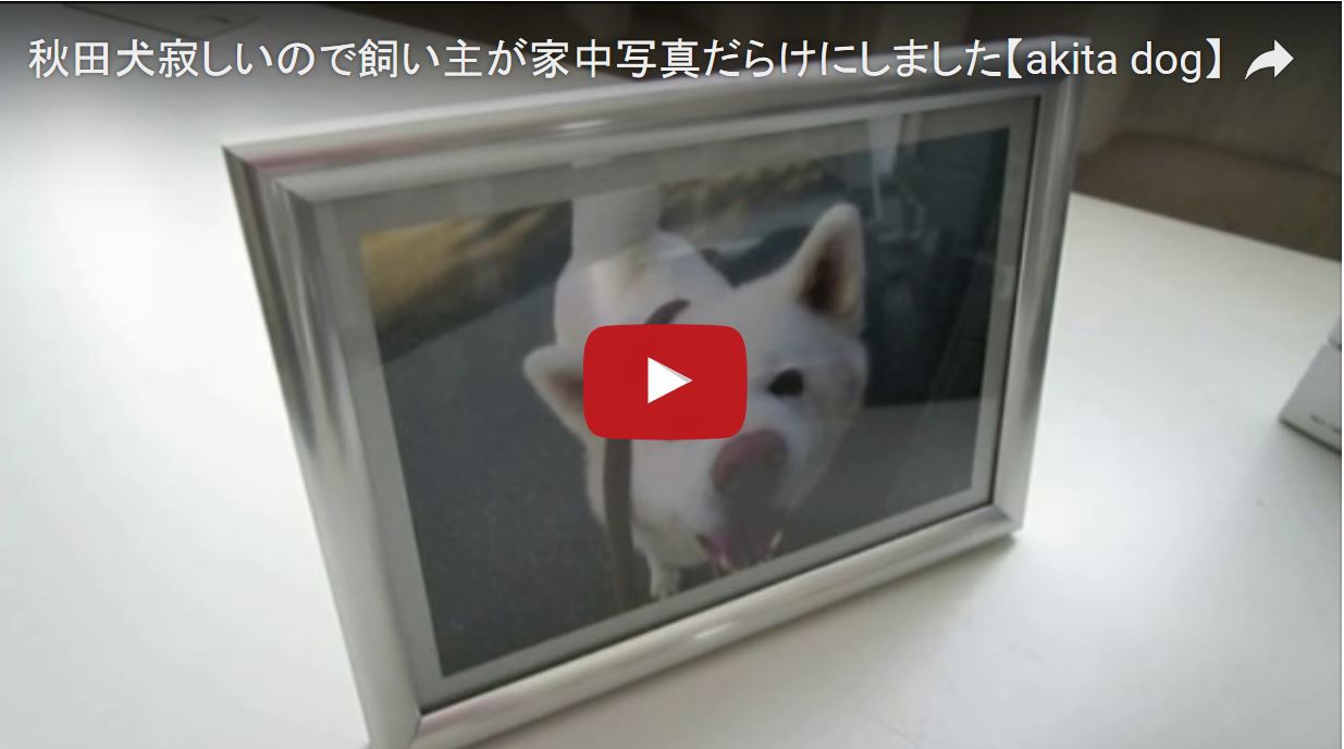 秋田犬げんき さようなら 寂しいので飼い主が家中写真だらけにしました ゆるゆる倶楽部 まとめde Goo