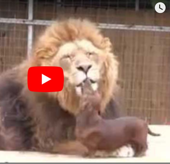 【ライオンと犬】「好きよ」と接近され、まんざらでもない ゆるゆる倶楽部 まとめde Goo！