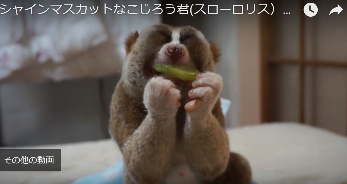 スローロリス なんちゅう顔して食べるねん ゆるゆる倶楽部 まとめde Goo