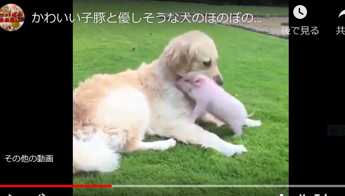 子豚と犬の穏やか風景 お互いに母子だと思ってる ゆるゆる倶楽部 まとめde Goo