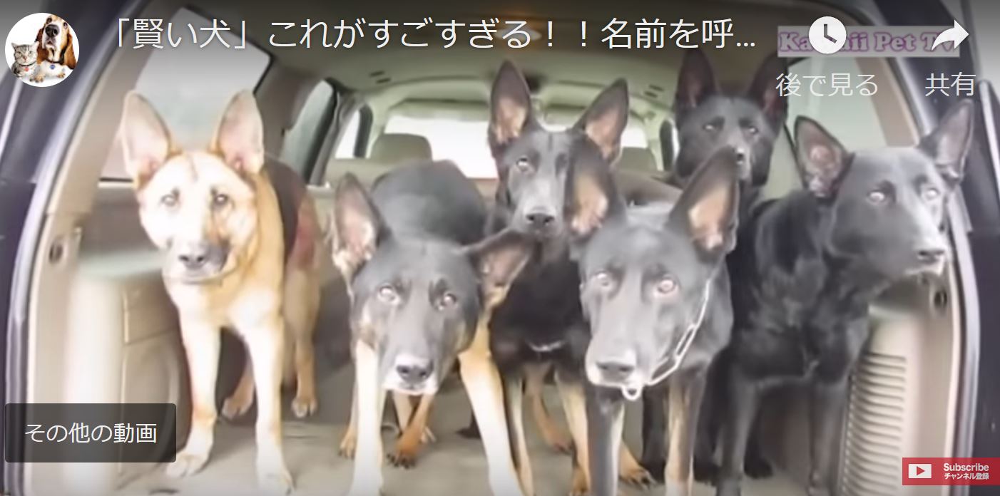 順番待ちの犬たち 名前を呼ばれて動く ゆるゆる倶楽部 まとめde Goo