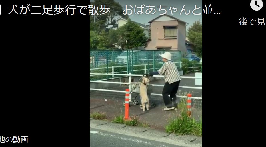 犬が二足歩行で散歩 おばあちゃんと並んでシニアカーを押す ゆるゆる倶楽部 まとめde Goo